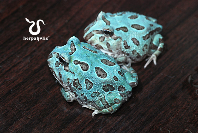 紫藤角蛙(異變)幼體