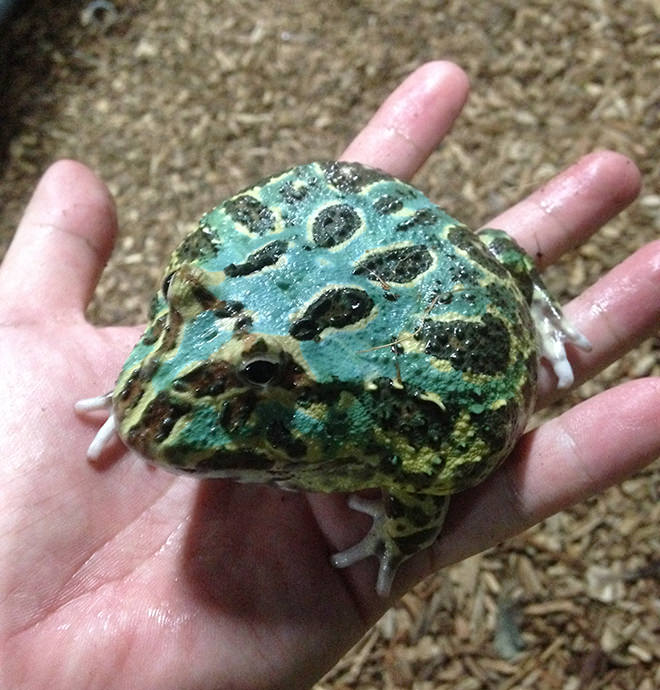 超藍角蛙成體
